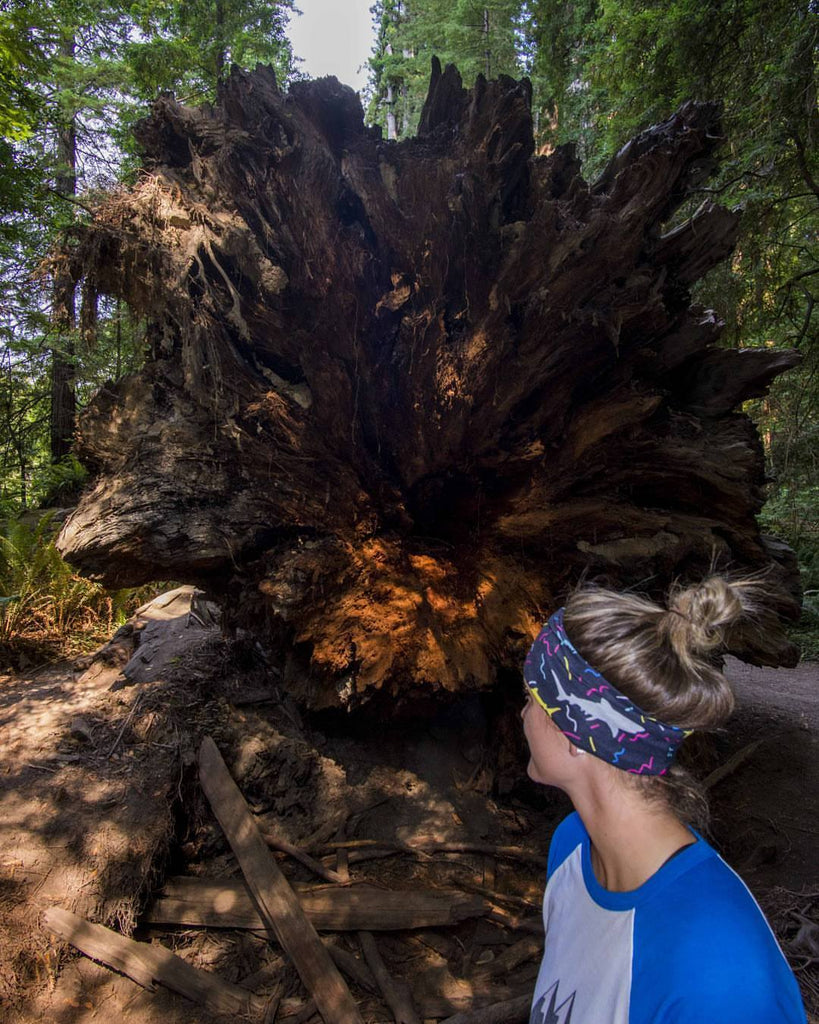 Hiking around the Redwoods in California